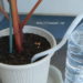 帰省や旅行など留守中の植物への水やりに。超原始的な自動給水装置。